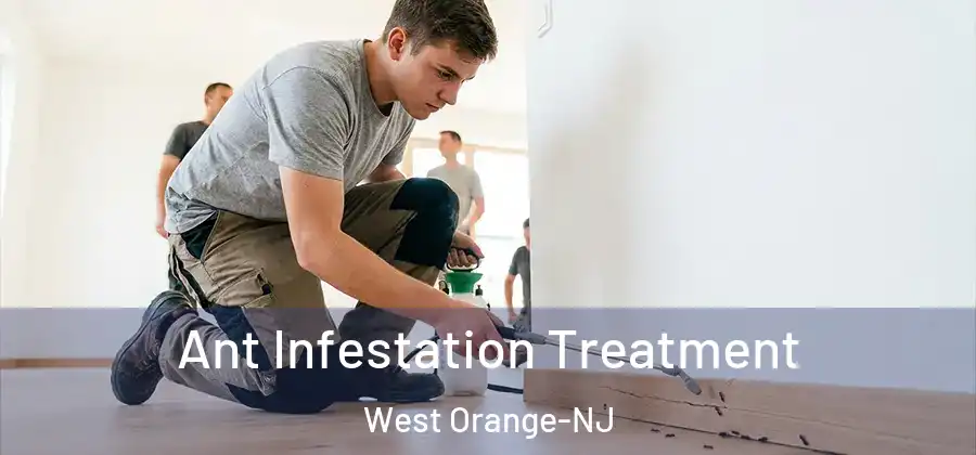 Ant Infestation Treatment West Orange-NJ
