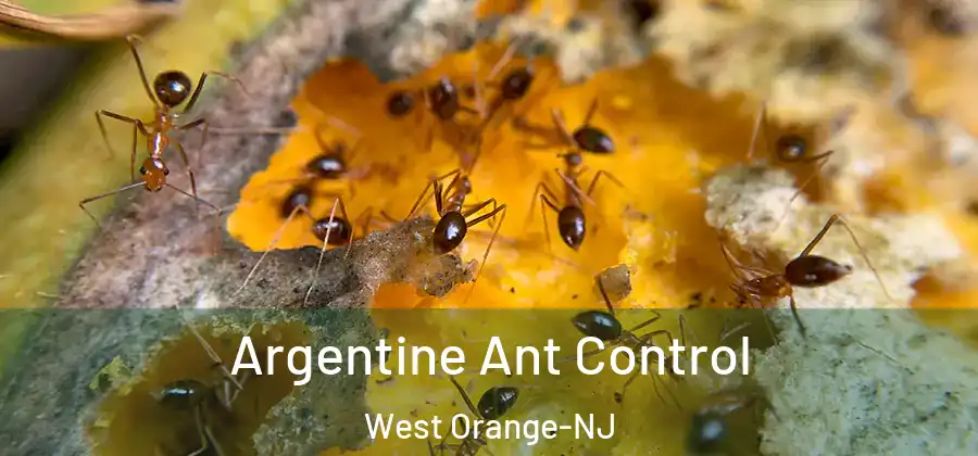  Argentine Ant Control West Orange-NJ