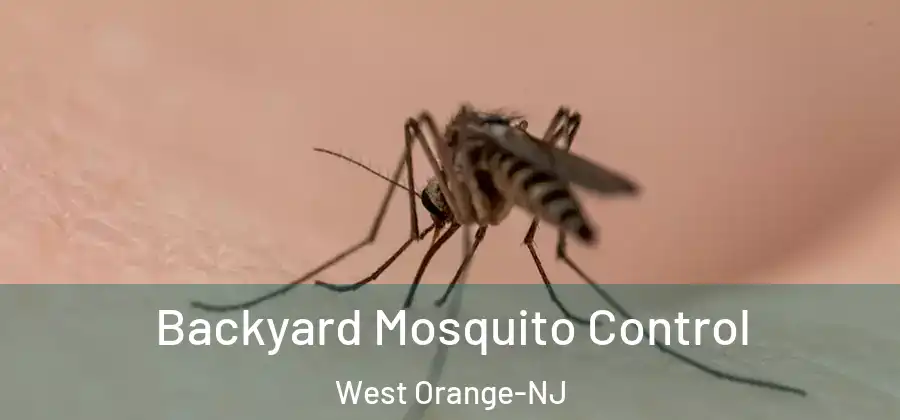 Backyard Mosquito Control West Orange-NJ