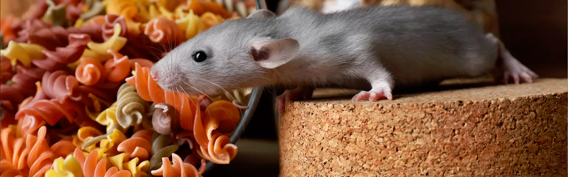 Mouse Exterminator