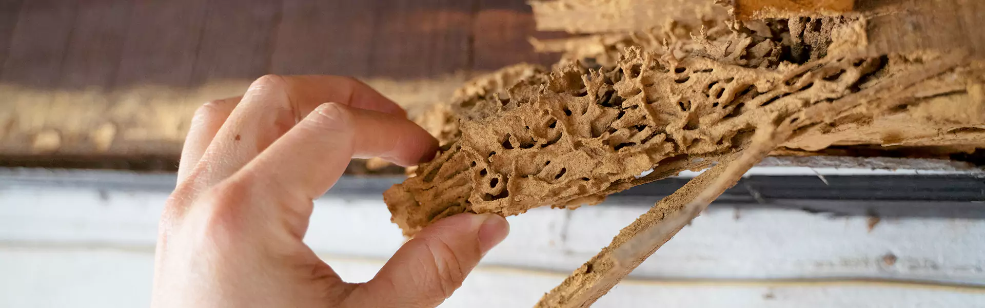 Termite Control