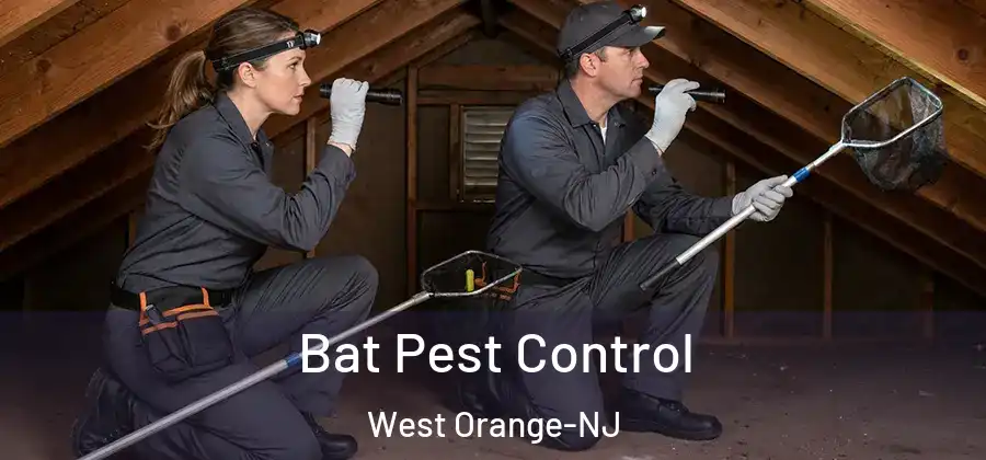 Bat Pest Control West Orange-NJ