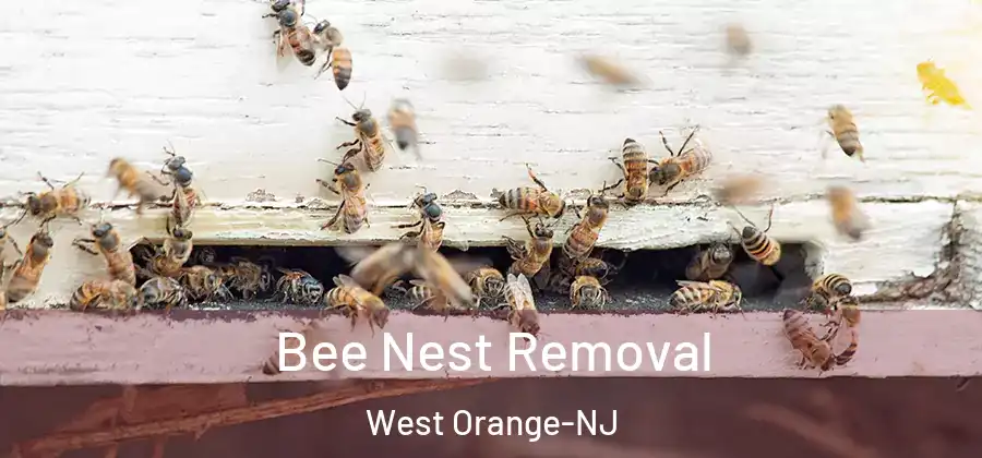  Bee Nest Removal West Orange-NJ