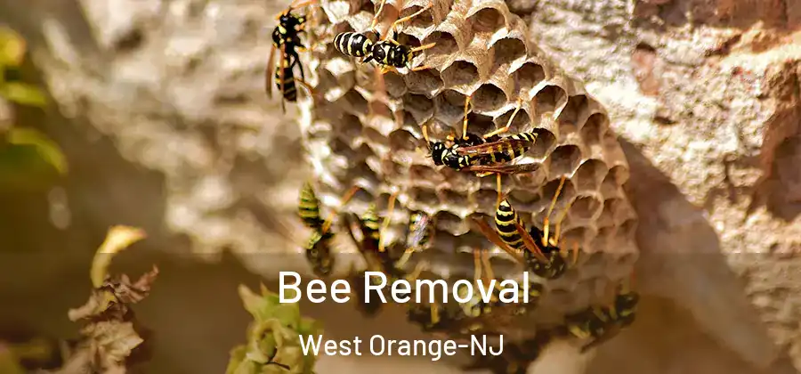 Bee Removal West Orange-NJ
