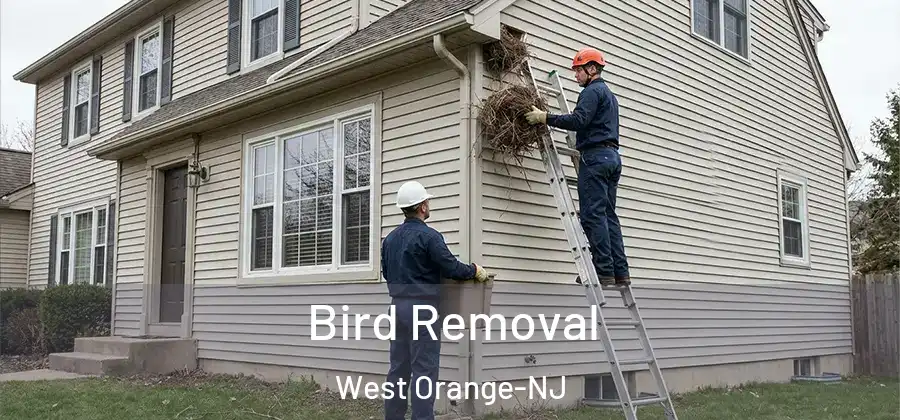 Bird Removal West Orange-NJ