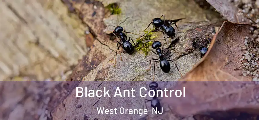  Black Ant Control West Orange-NJ