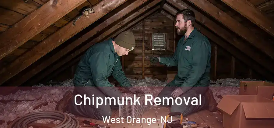  Chipmunk Removal West Orange-NJ