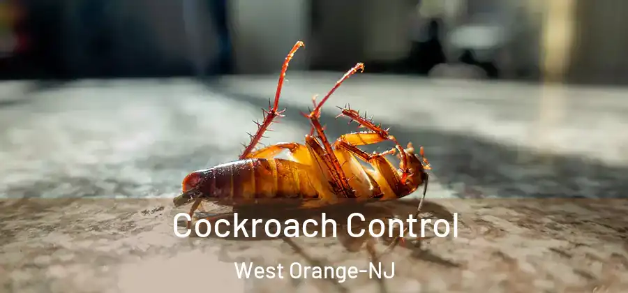 Cockroach Control West Orange-NJ