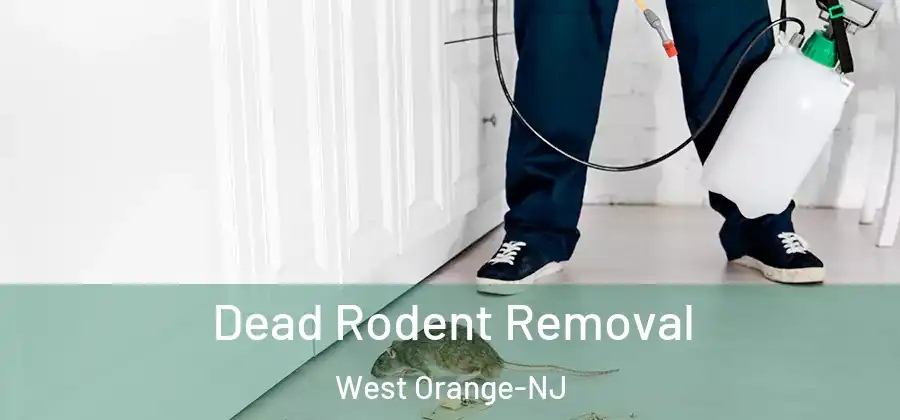 Dead Rodent Removal West Orange-NJ