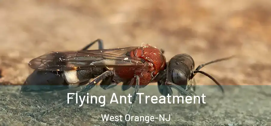Flying Ant Treatment West Orange-NJ