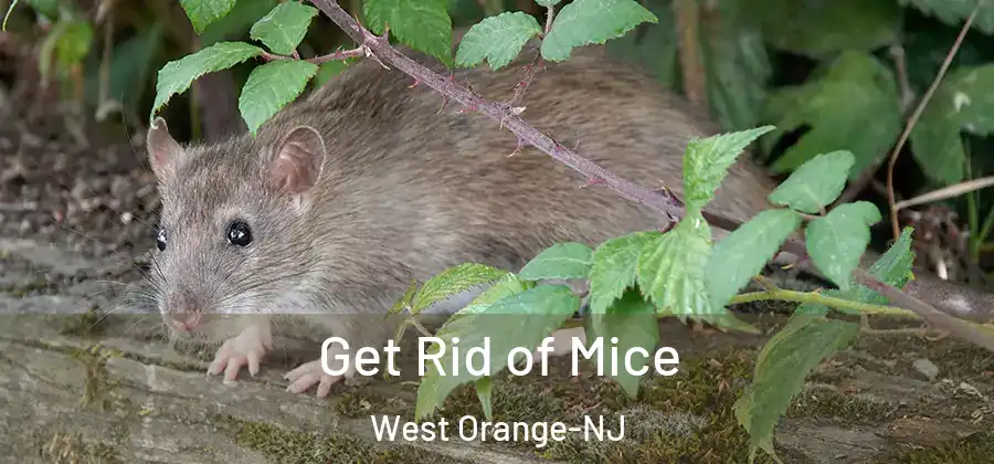 Get Rid of Mice West Orange-NJ
