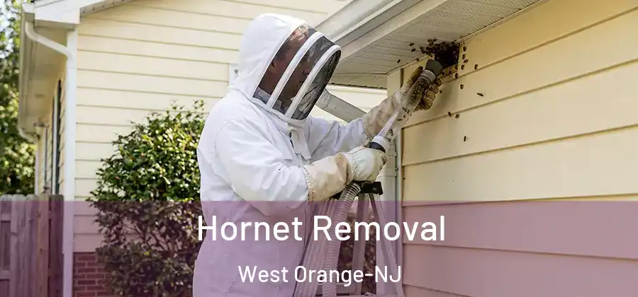Hornet Removal West Orange-NJ