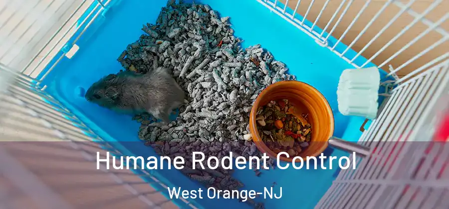 Humane Rodent Control West Orange-NJ