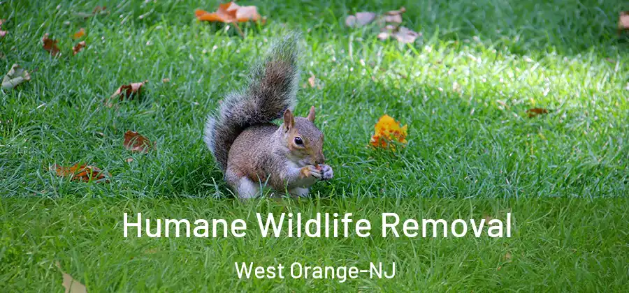 Humane Wildlife Removal West Orange-NJ