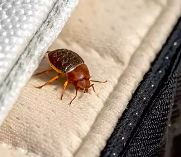 Trusted Bed Bug Prevention Specialists in West Orange, NJ