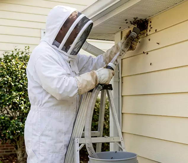 Your Affordable Bee Removal Company in West Orange, NJ