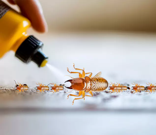 Reliable Bora Care Termite Experts in West Orange, NJ