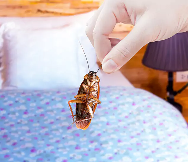 Expert Roach Control Services: Your Cockroach Pest Control in West Orange, NJ