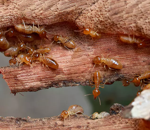 About Our Drywood Termite Treatment Experts in West Orange, NJ