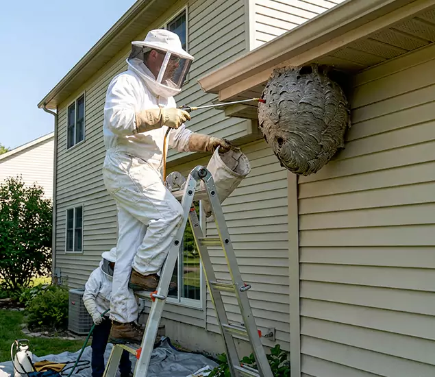 Expert Wasp Nest Removal: Your Local Wasp Nest Removal Company in West Orange, NJ
