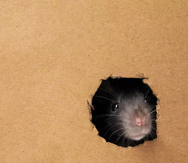 Rats in Attic Removal Experts in West Orange, NJ