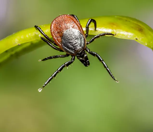 Your Trusted Tick Pest Control in West Orange, NJ