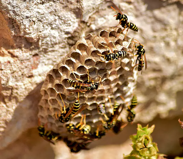 Your Best Wasp Removal Company in West Orange, NJ