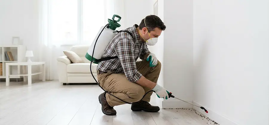 Seasonal Ant Infestation Control in West Orange