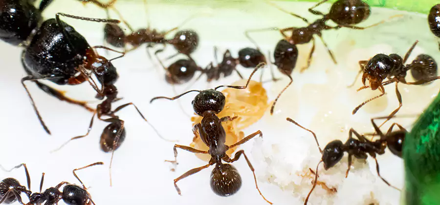 Argentine Ant Barrier Treatment in West Orange