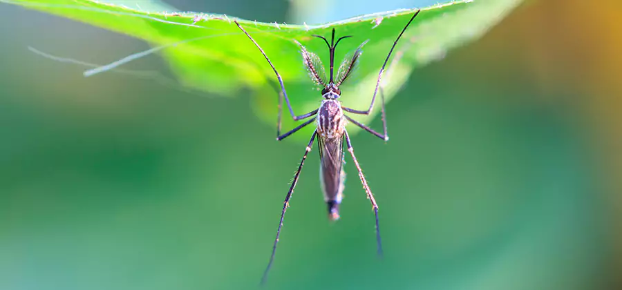 Natural Mosquito Spray for Yard in West Orange