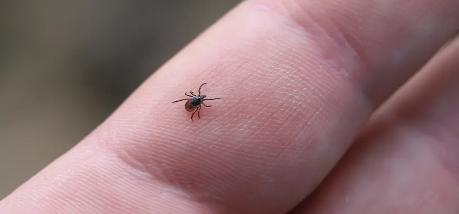 Infection Prevention for Bed Bug Bites in West Orange