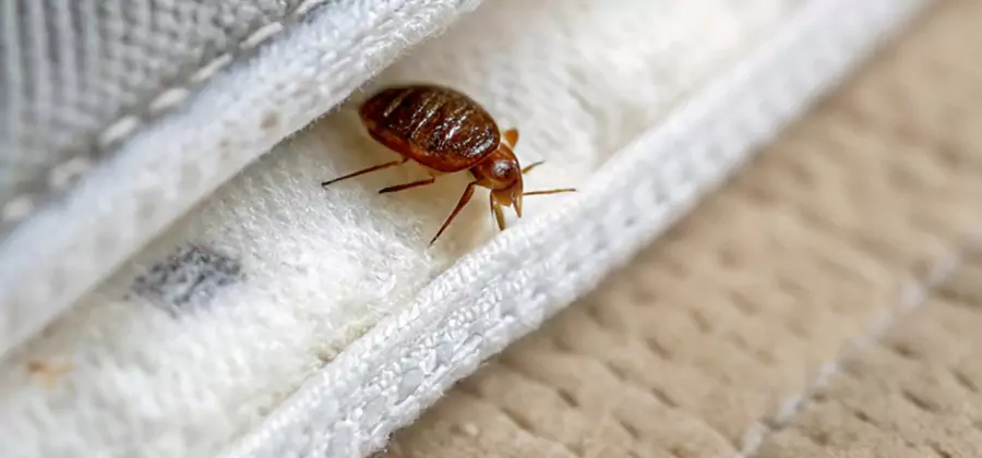 Tenting Bed Bug Fumigation in West Orange