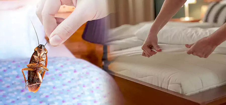 Bed Bug Home Extermination Service in West Orange