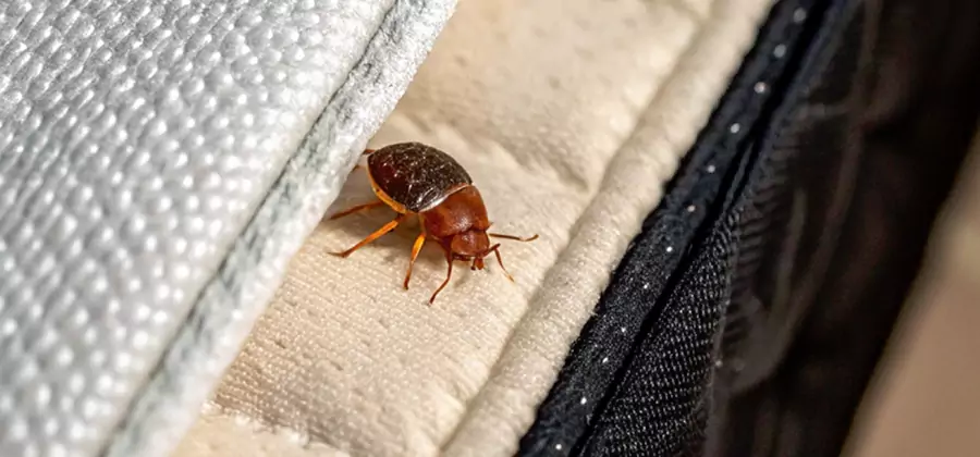 Commercial Bed Bug Control in West Orange