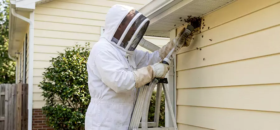 Ground Bee Removal in West Orange