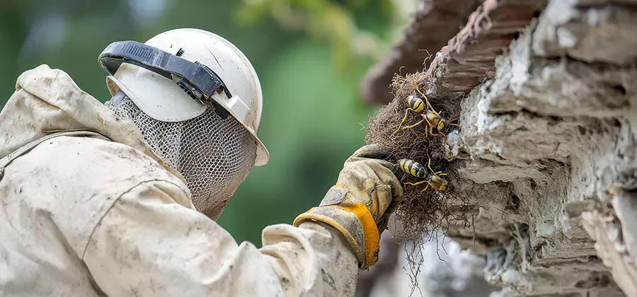 Bee and Wasp Hornet Removal in West Orange