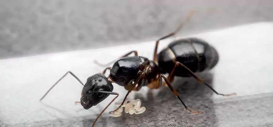 Black Ants in Kitchen Elimination in West Orange
