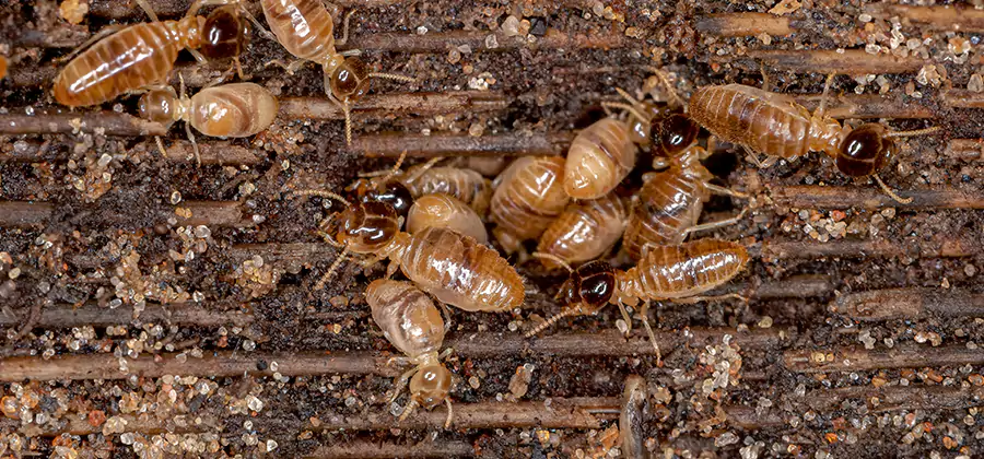 Bora Care Residential Termite Control in West Orange