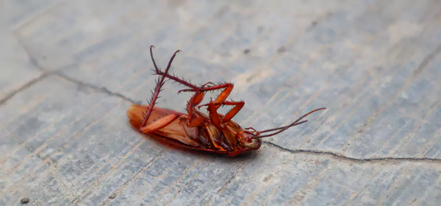 Cockroach Eradication for Commercial Properties in West Orange