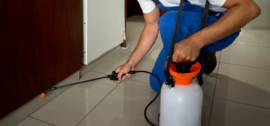 Palmetto Bug Exterminator in West Orange