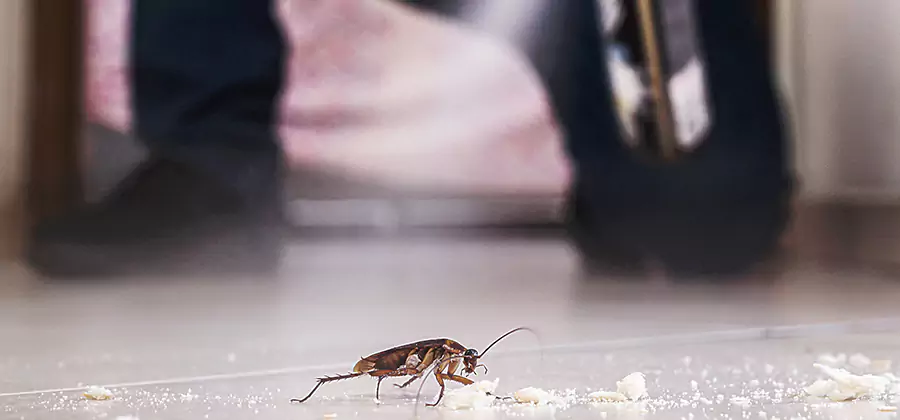 Roach House Treatment West Orange
