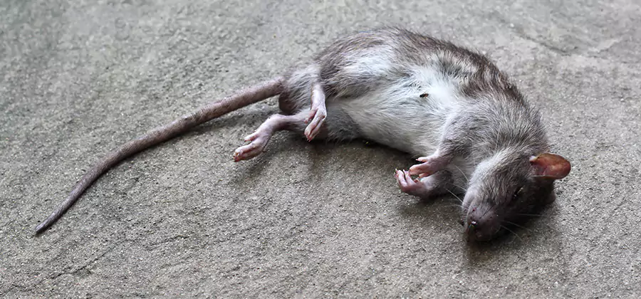 Dead Rat Disposal in West Orange