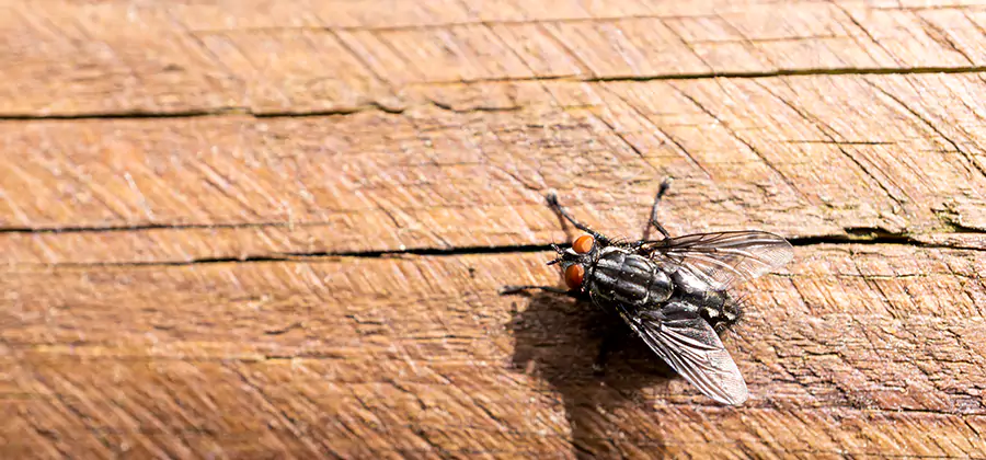 Flying Ant Barrier Treatment in West Orange