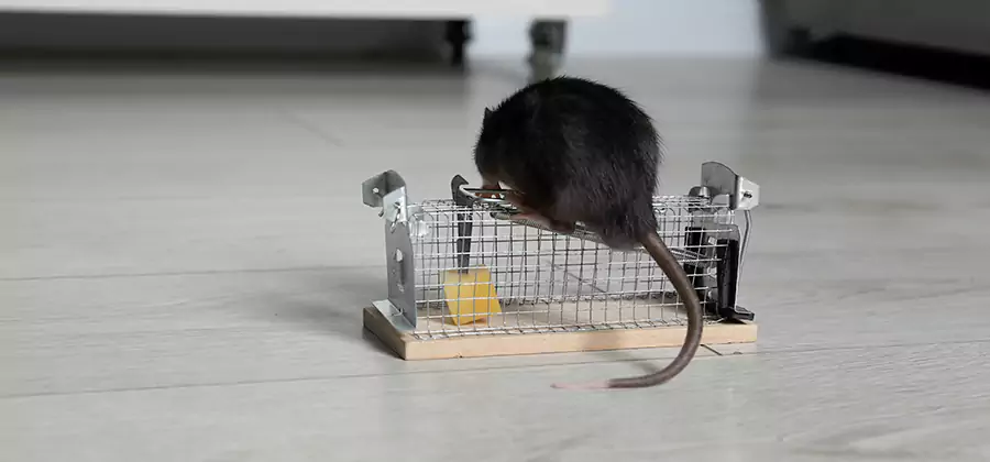 Mice in Attic Removal West Orange