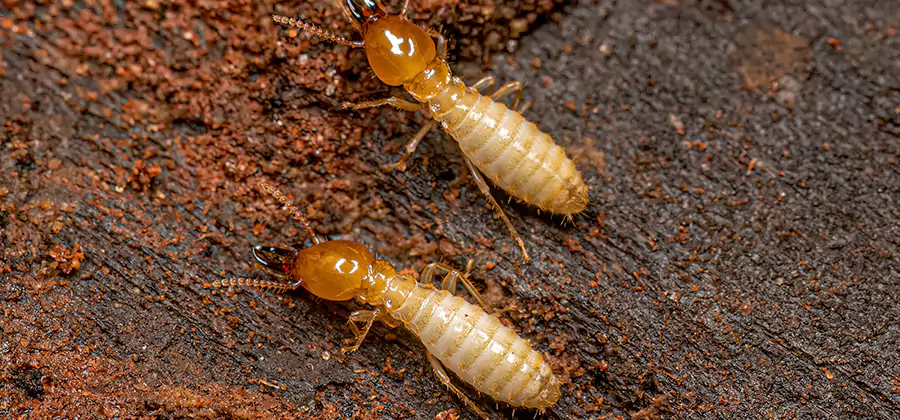 Structural Heat Termite Treatment in West Orange