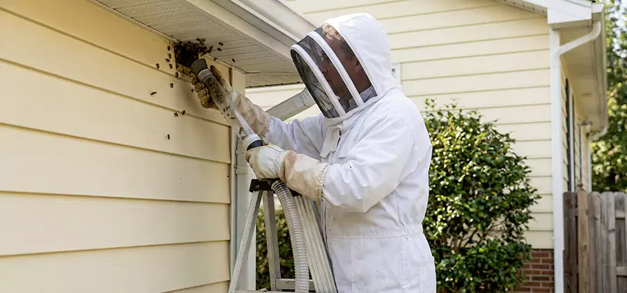 Wasp Nest in Wall Removal in West Orange