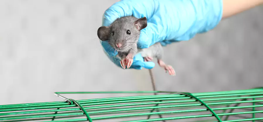 Humane Rat Trapping in West Orange