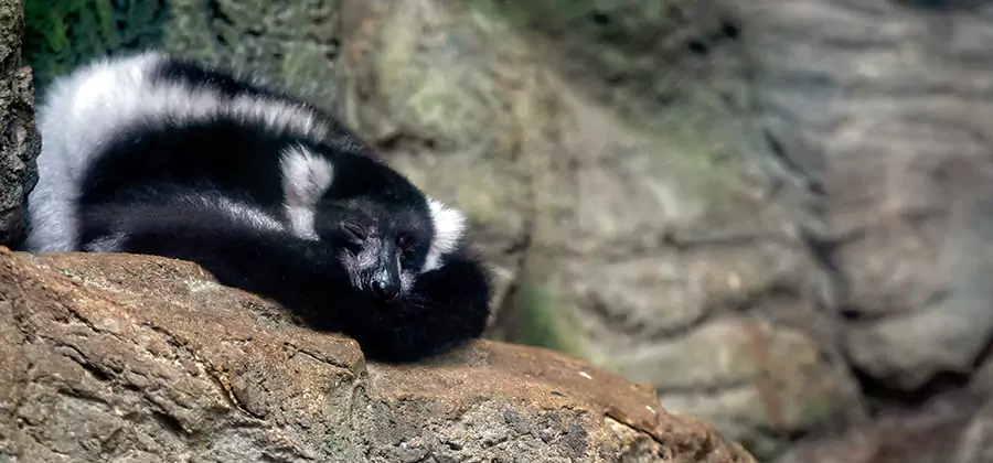 Humane Skunk Removal in West Orange