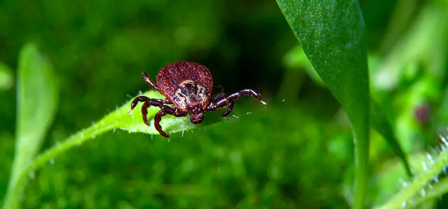 Tick Prevention for Yard in West Orange