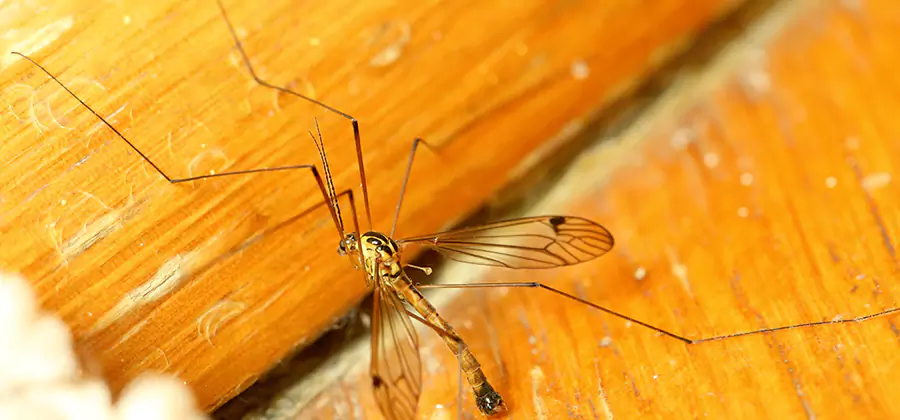 Exterior Mosquito Control in West Orange